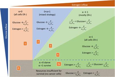 Estrogen as an Essential Resource and the Coexistence of ER+ and ER– Cancer Cells